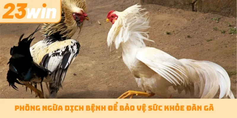Phòng ngừa dịch bệnh để bảo vệ sức khỏe đàn gà