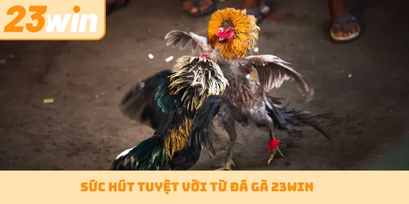 Sức hút tuyệt vời từ đá gà 23WIN